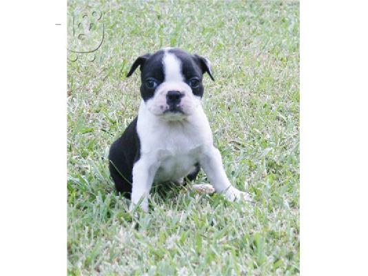 PoulaTo: (LUCY) Boston Terrier κουτάβια για υιοθεσία